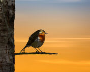 Rotkehlchen auf Ast - heimische Vögel, wer singt und ruft morgens, abends und nachts? Jagdfakten.at informiert