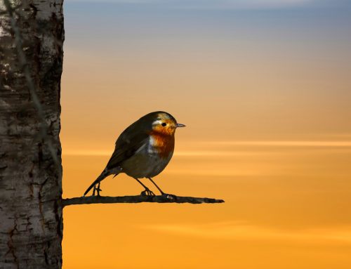 Vogelstimmen – wer singt und ruft abends und nachts?