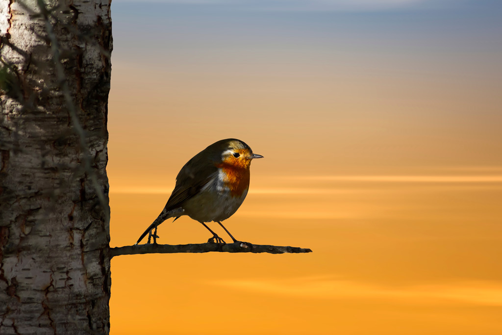 Rotkehlchen auf Ast im Sonnenaufgang - Jagdfakten.at informiert