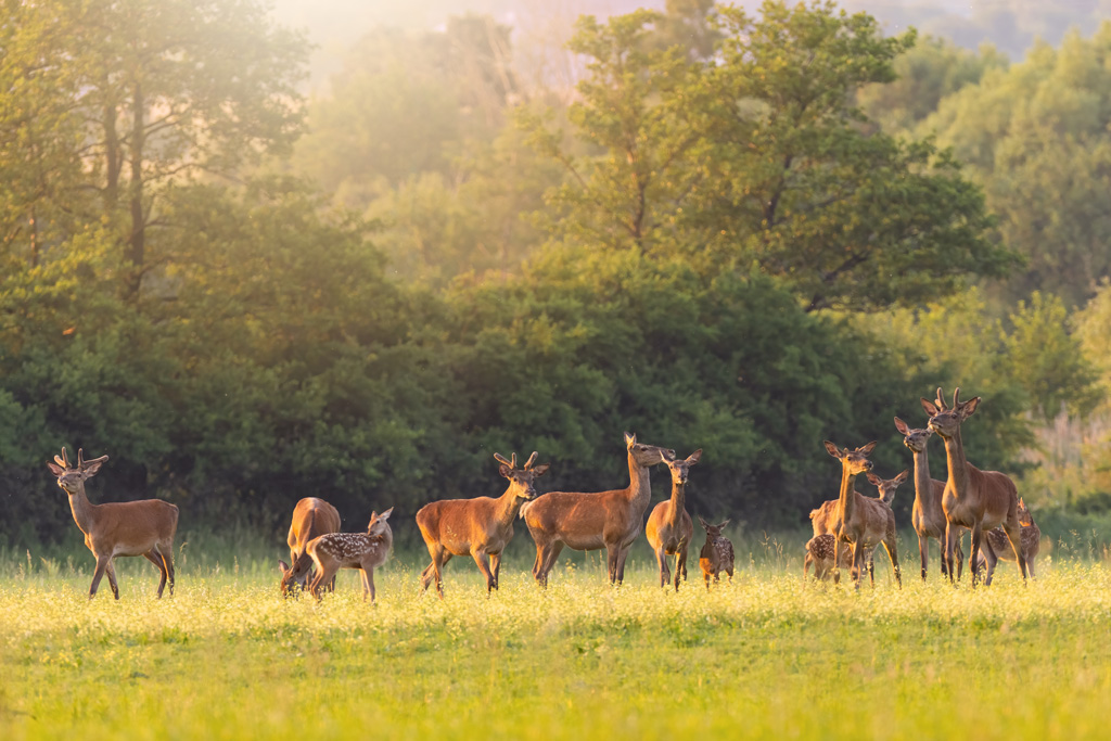 Rotwild auf Wiese, Jagdfakten.at informiert