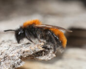 Sandbiene, Wildbienen in Österreich - Jagdfakten.at informiert