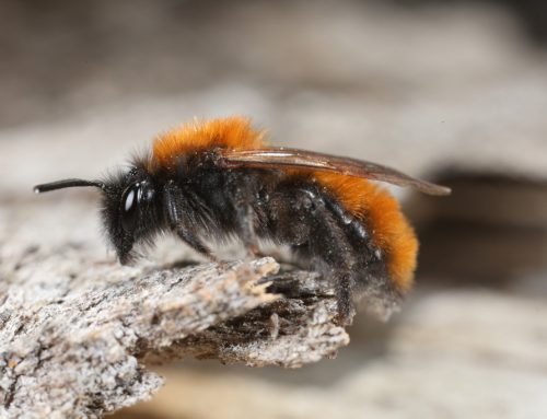 Wildbienen – Steckbrief