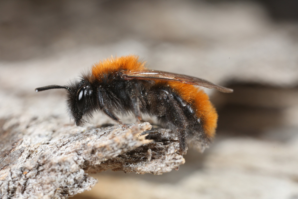 Sandbiene, Wildbienen in Österreich - Jagdfakten.at informiert