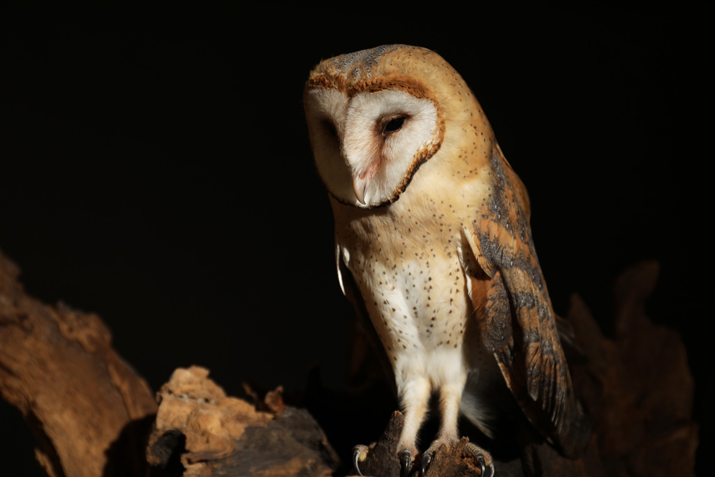 Schleiereule in der Nacht - Jagdfakten.at informiert