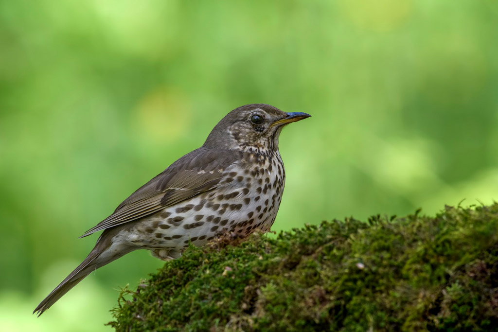 Singdrossel - Jagdfakten.at informiert