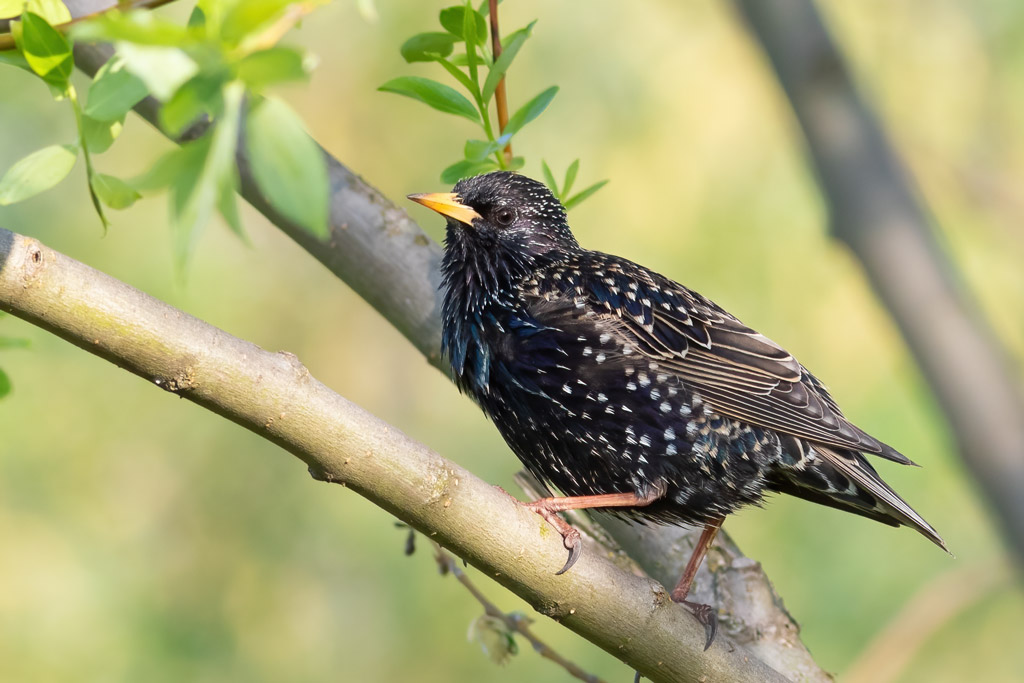 Star: Singvögel - wer singt zuerst in der Früh? Jagdfakten.at informiert