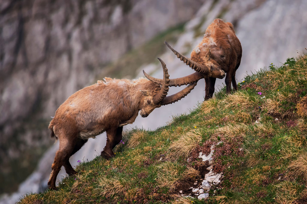 Steinboecke - Brunftzeit bei Wildtieren, Jagdfakten.at informiert