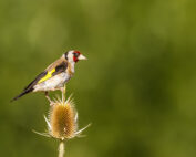 Stieglitz: Singvögel - wer singt zuerst in der Früh? Jagdfakten.at informiert