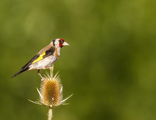 Singvögel – Wer singt zuerst in der Früh?