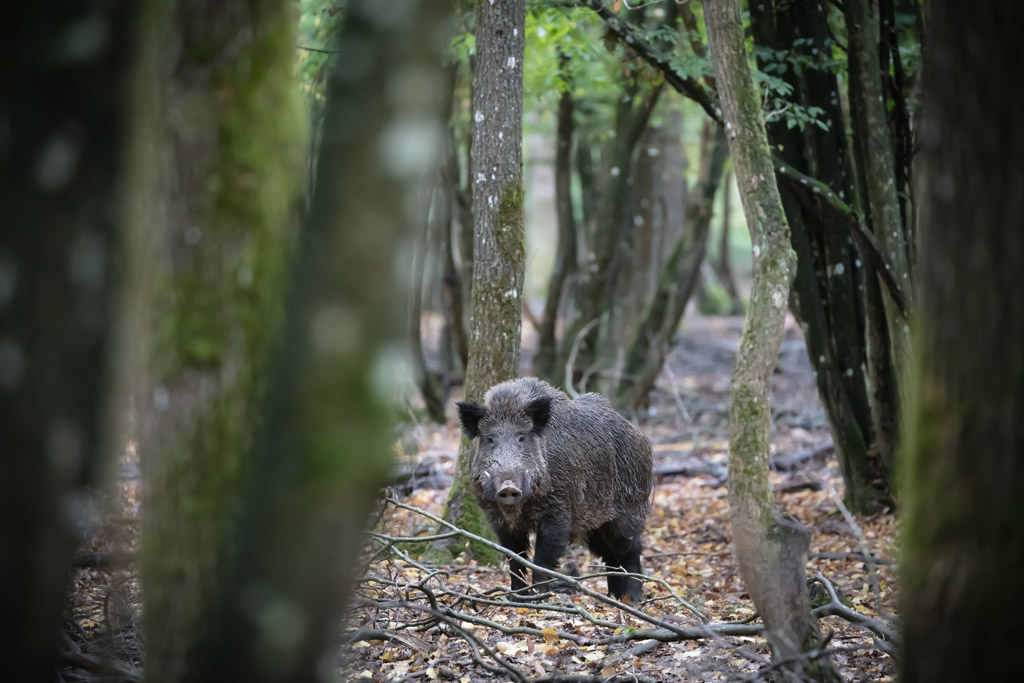 Wildschwein im Wald - Wann sind Wildtiere aktiv? Jagdfakten.at informiert