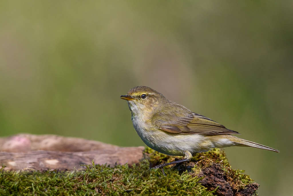 Zilpzalp: Singvögel - wer singt zuerst in der Früh? Jagdfakten.at informiert