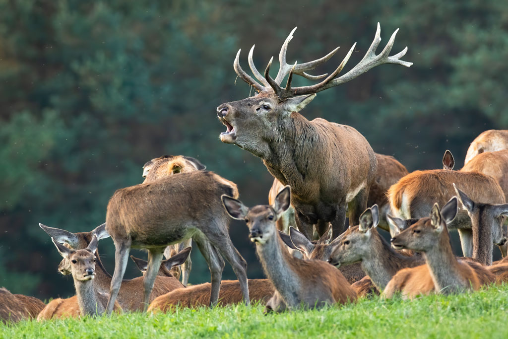 Bauernregeln - Wenn das Wild das Wetter vorhersagt: Jagdfakten.at informiert