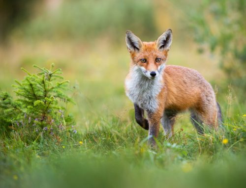 Bauernregeln – Wenn das Wild das Wetter vorhersagt