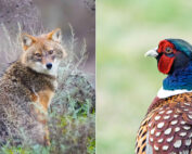 Goldschakal und Fasan: Zugewandert, eingeschleppt, zurückgekehrt - Wie sind diese Tierarten nach Österreich gekommen? Jagdfakten.at informiert
