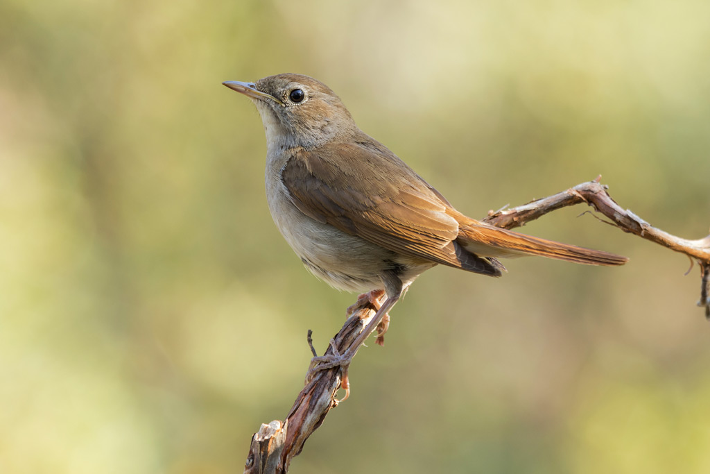 Nachtigall auf Ast - Jagdfakten.at informiert über heimische Singvögel: wer singt abends, wer nachts?