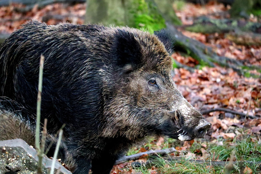 Schwarzwild, Mastjahre: Jagdfakten.at informiert