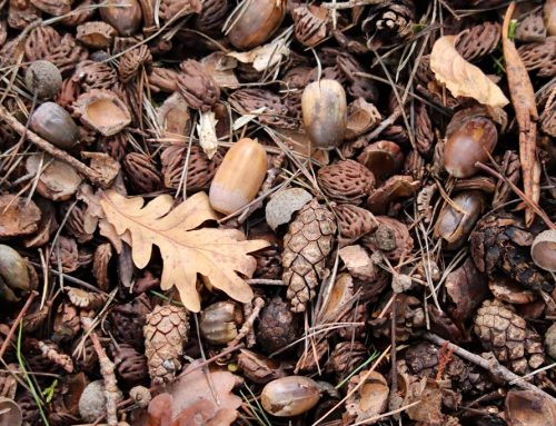 Mastjahre im Wald